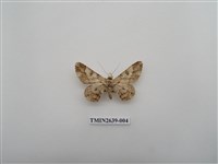 藏品(尺蛾167)的圖片